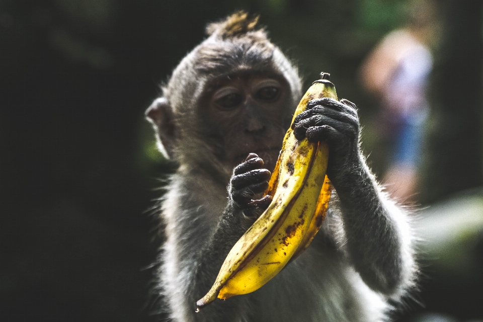 Plantar animais selvagens bico mamífero