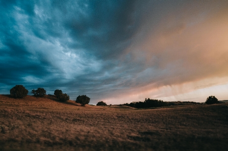 風景 木 草 地平線 写真