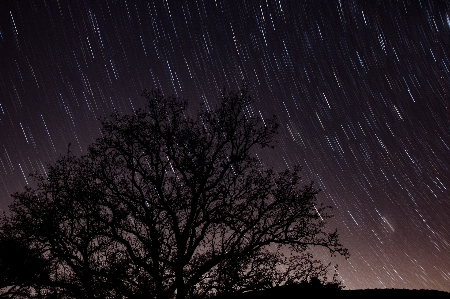 Landschaft baum natur zweig Foto