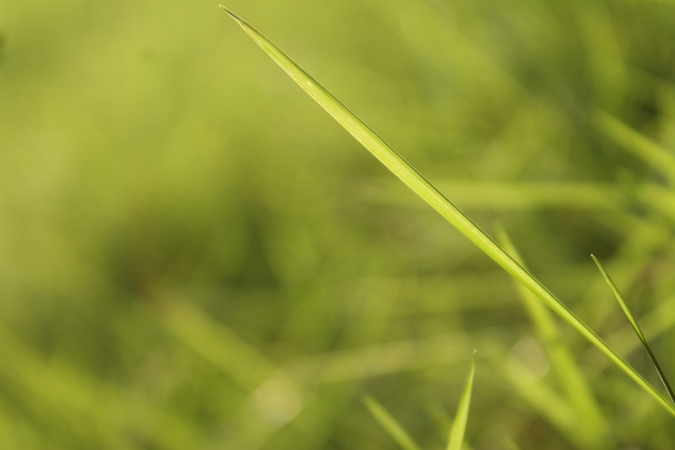 Wasser gras tau anlage