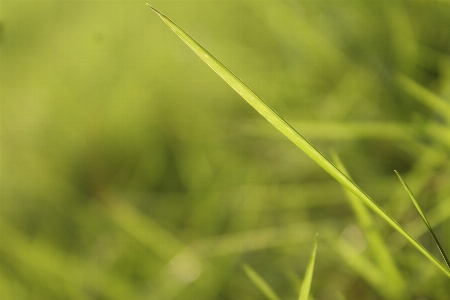 Water grass dew plant Photo