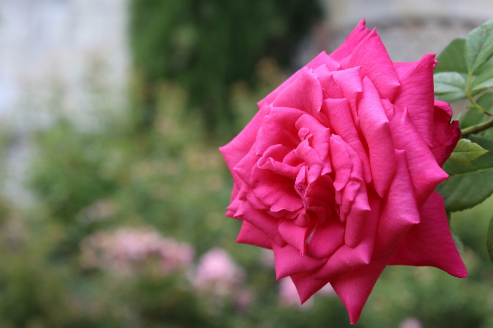 Flower rose pink family