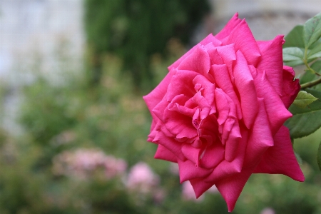 Flower rose pink family Photo