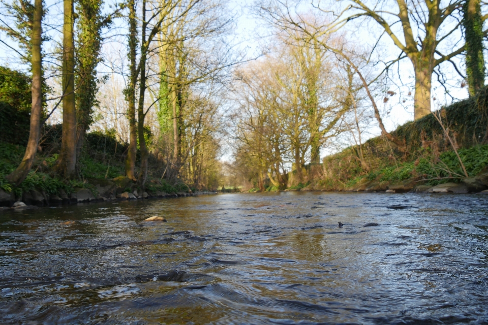 Nature arbre jaune rivière