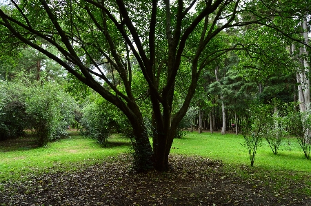 Landscape tree water nature Photo