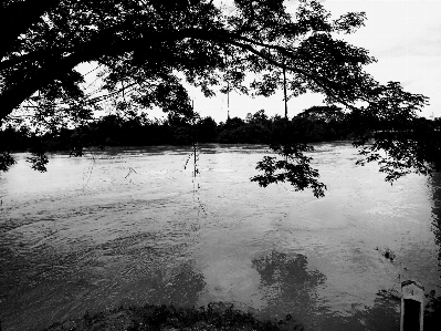 Foto Abu-abu sungai daun-daun bayangan