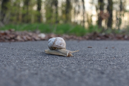 Grass invertebrate snail molluscs Photo