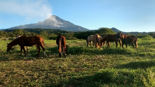 風景 木 草 山 写真