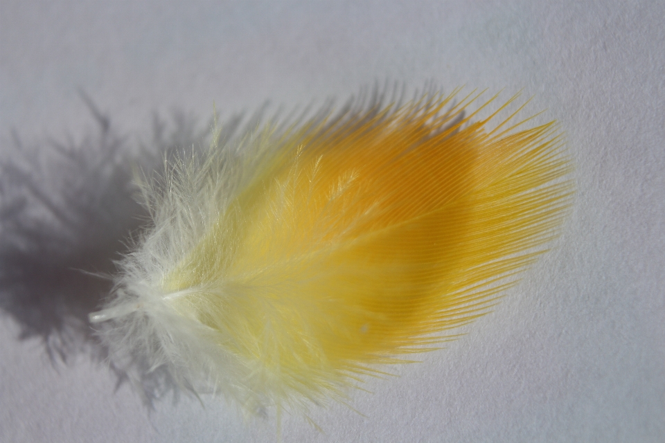 Yellow feather material close up