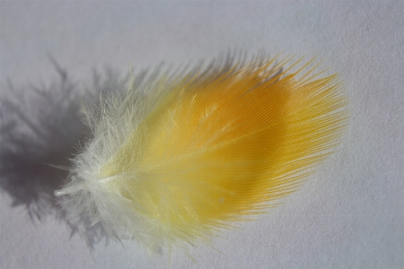 Yellow feather material close up Photo