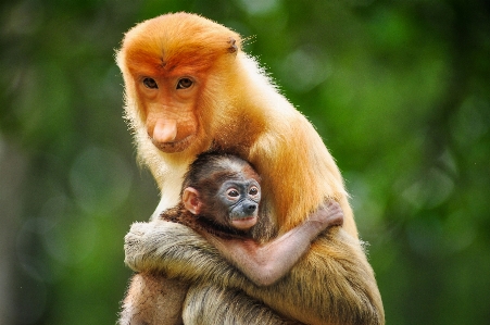 Foto Margasatwa mamalia fauna primata