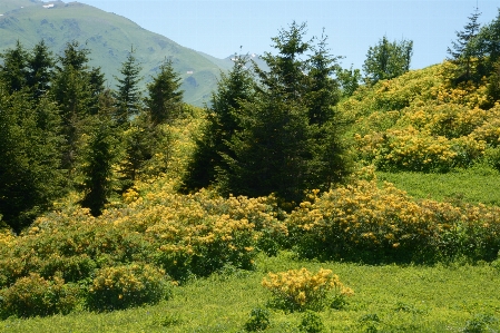 Landscape tree forest grass Photo