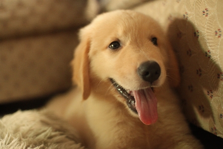 Foto Anak anjing mamalia merapatkan
