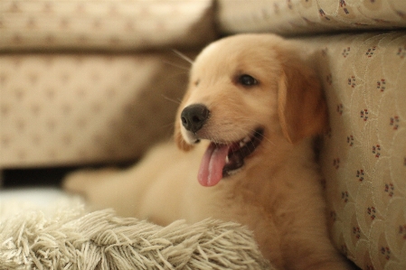 Foto Anak anjing mamalia hidung