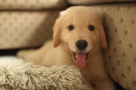 Foto Anak anjing mamalia hidung