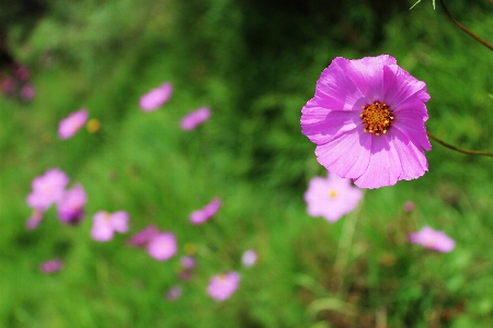 Grass plant meadow cosmos Photo