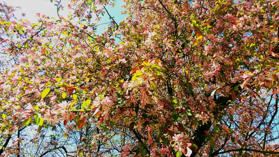 Arbre flore usine feuille