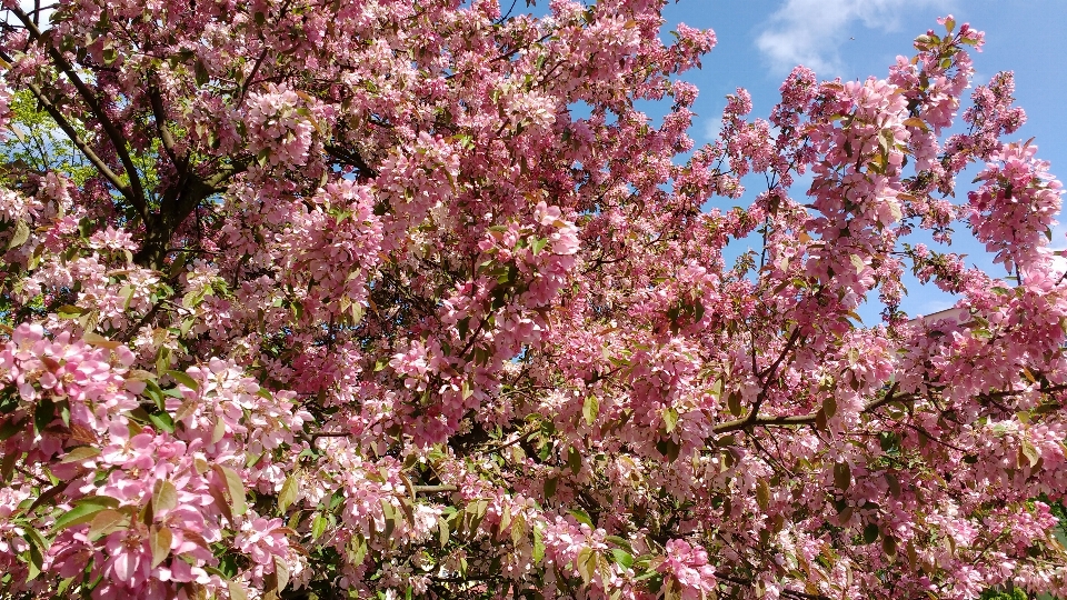 Albero pianta primavera fiore