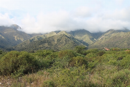 Landscape tree forest grass Photo