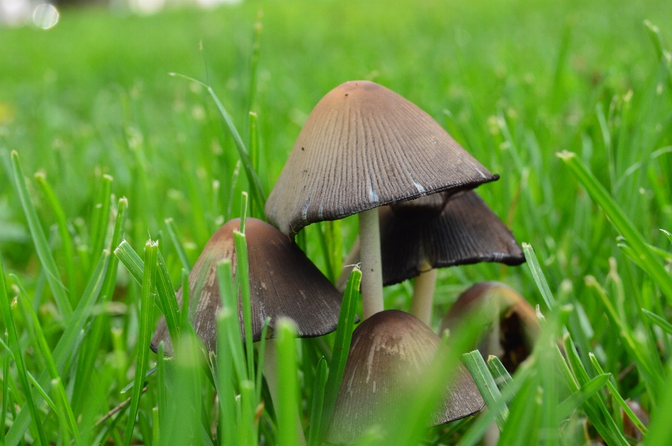 Grass plant meadow leaf