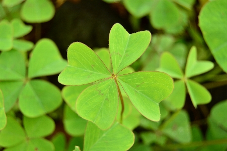 草 植物 葉 緑 写真