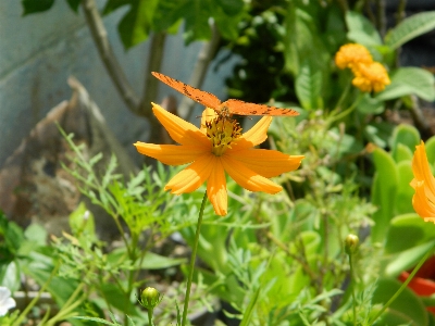 植物 花 春 黄色 写真