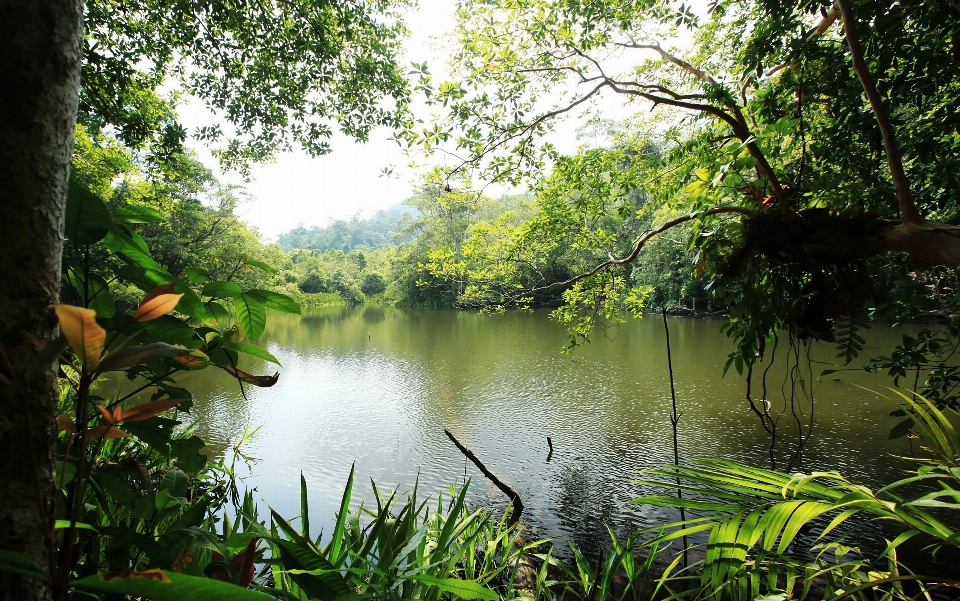 Landscape tree water nature