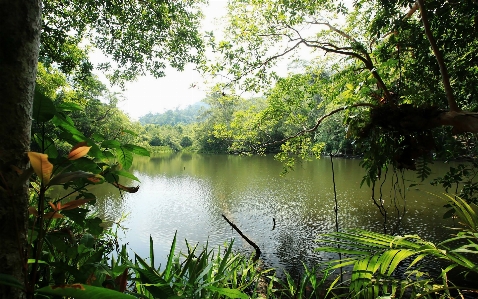 Landscape tree water nature Photo