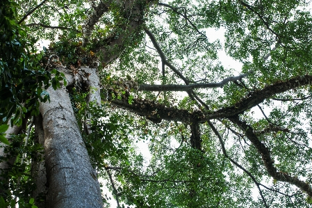 Tree forest branch plant Photo