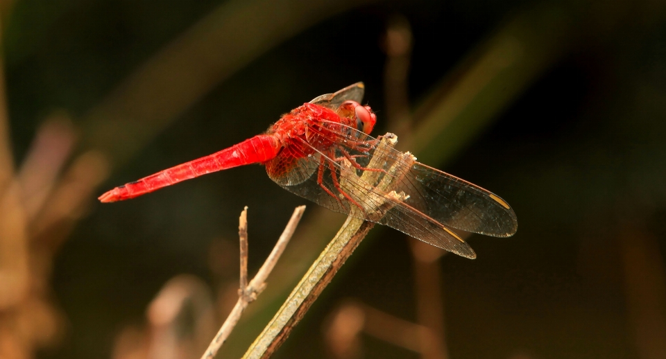 Wildlife insect invertebrate dragonfly