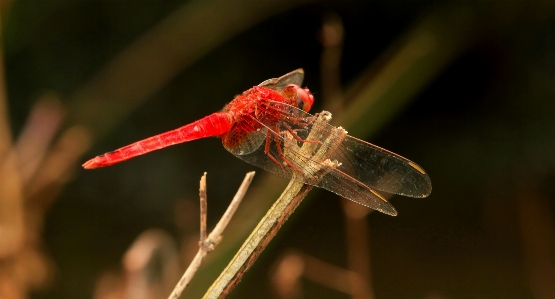 Foto Margasatwa serangga invertebrata capung