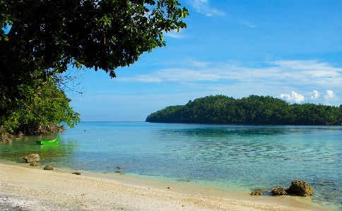 Beach sea coast tree Photo