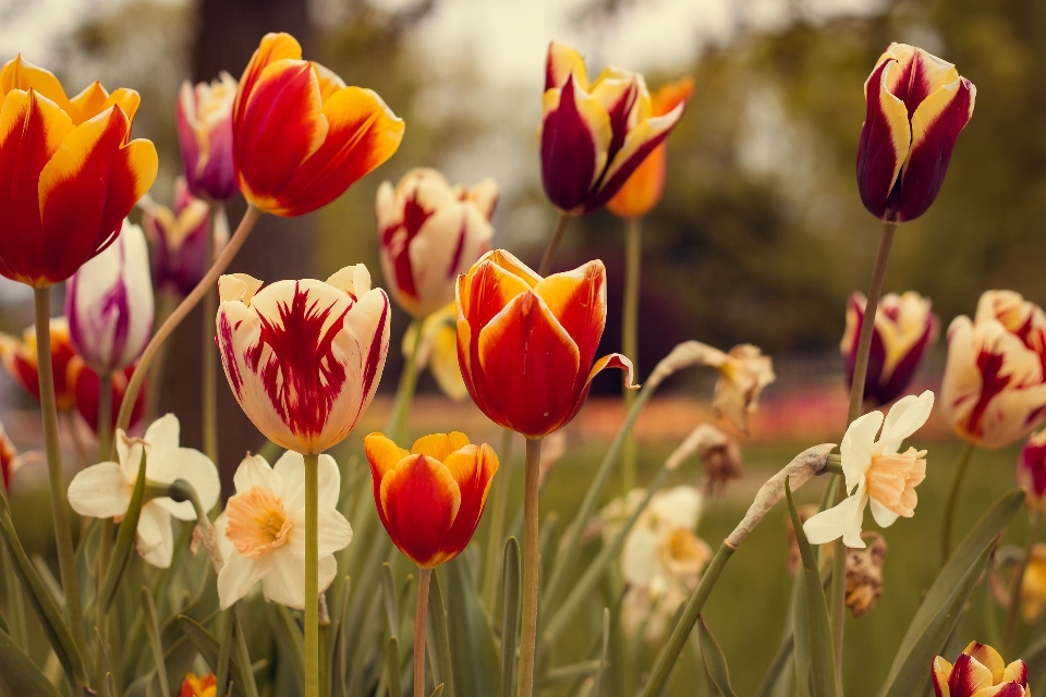 Usine fleur pétale tulipe