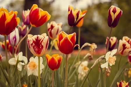 Anlage blume blütenblatt tulpe Foto