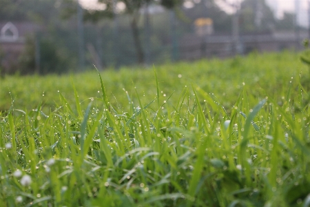 草 植物 分野 芝生 写真