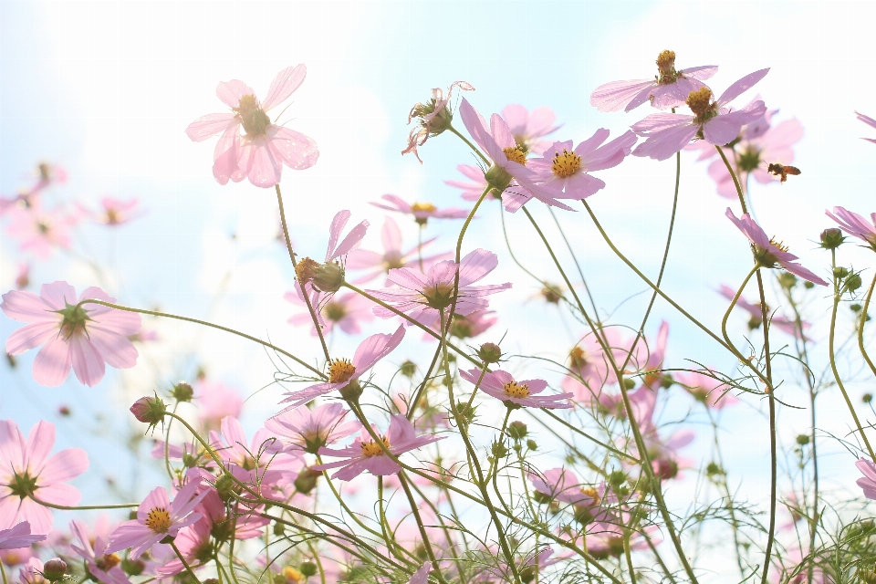 ブランチ 花 植物 空