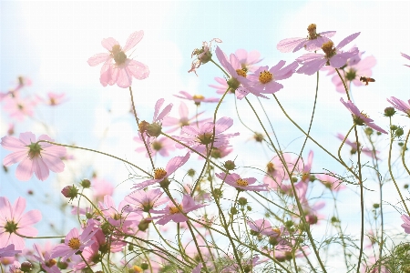 Branch blossom plant sky Photo