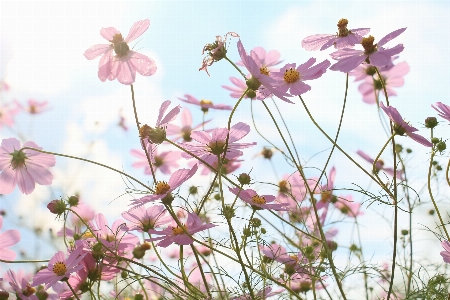 Branch blossom plant sky Photo