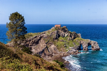 Landscape sea coast tree Photo