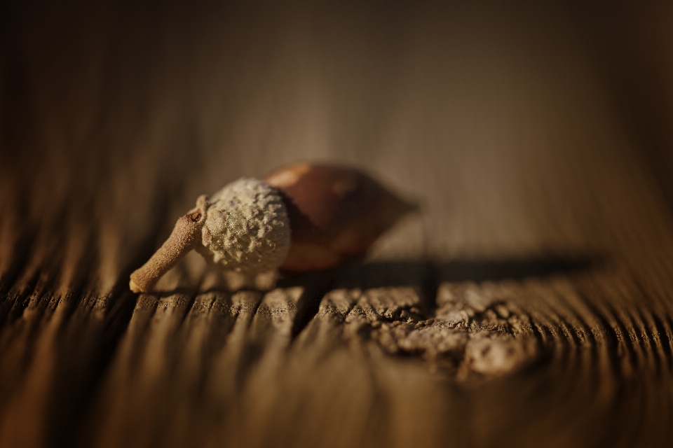 La photographie obscurité
 coquillage fermer
