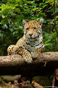 Nature jaguar terrestrial animal wildlife Photo