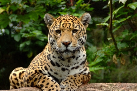 Foto Grama animais selvagens selva mamífero