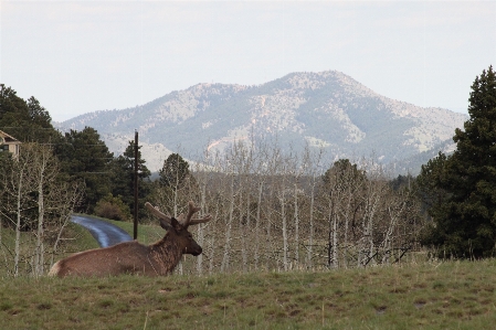 Landscape tree grass wilderness Photo