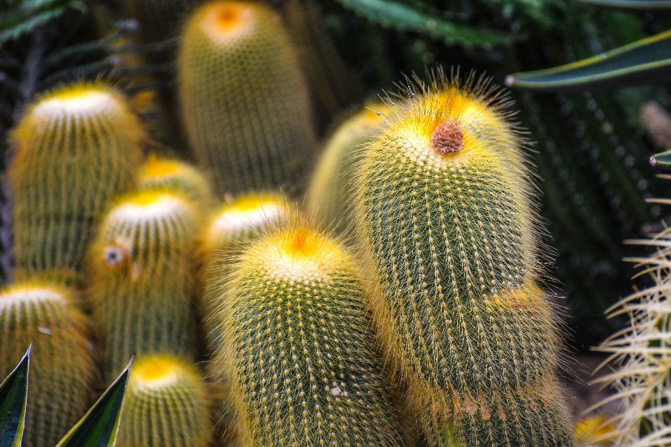 Cactus
 pianta fiore primavera