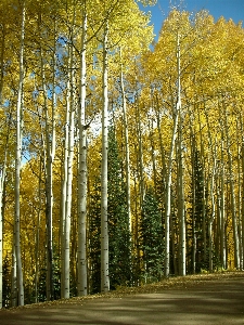 Landscape tree nature forest Photo