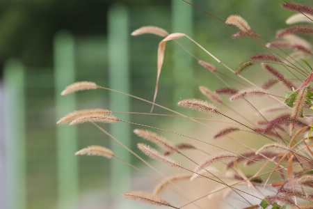 草 植物 葉 フローラ 写真