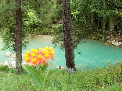 Landscape tree water grass Photo