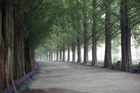 Landscape tree nature forest Photo