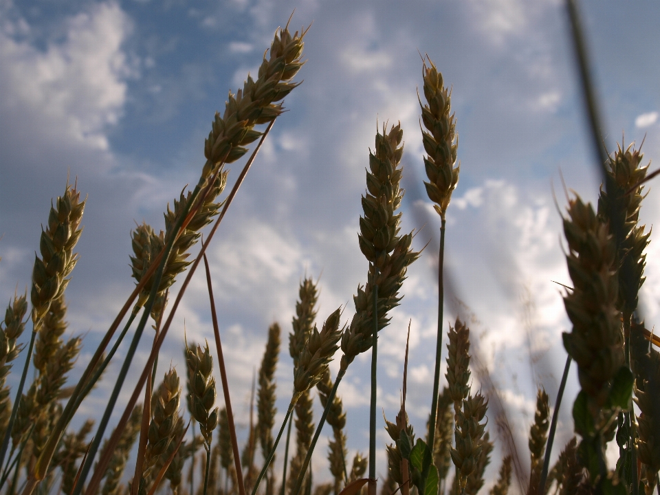 Grass cloud plant sky