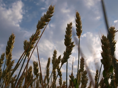 Grass cloud plant sky Photo